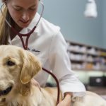 Veterinary Royalty Free Hold Messages & Music